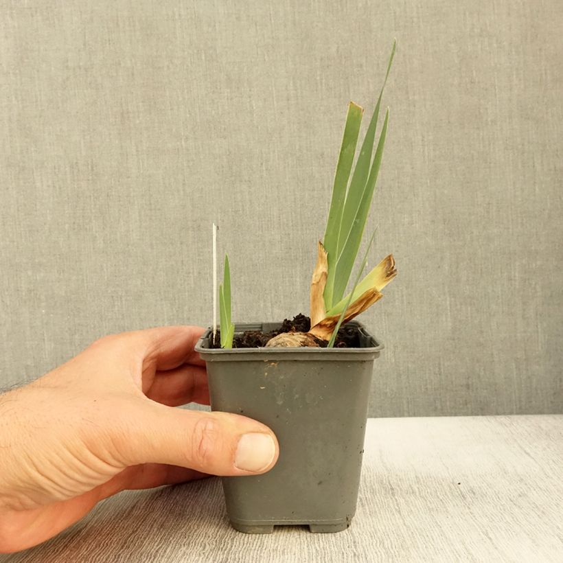 Exemplar von Iris Sur la plage - Schwertlilie Kleine Töpfe von 8/9 cm wie im Herbst geliefert