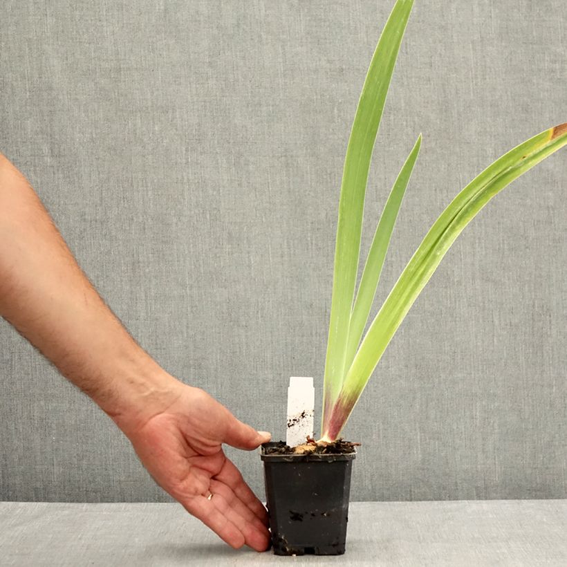 Exemplar von Iris Surface Irisée - Schwertlilie Kleine Töpfe von 8/9 cm wie im Sommer geliefert