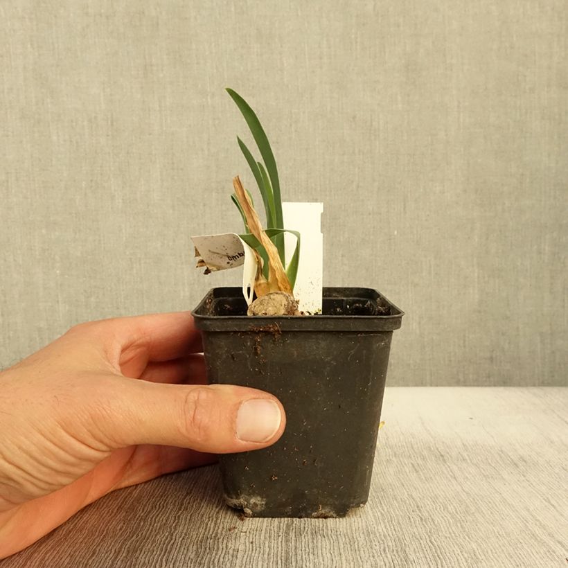Exemplar von Iris Tel Arlequin - Schwertlilie Kleine Töpfe von 8/9 cm wie im Herbst geliefert