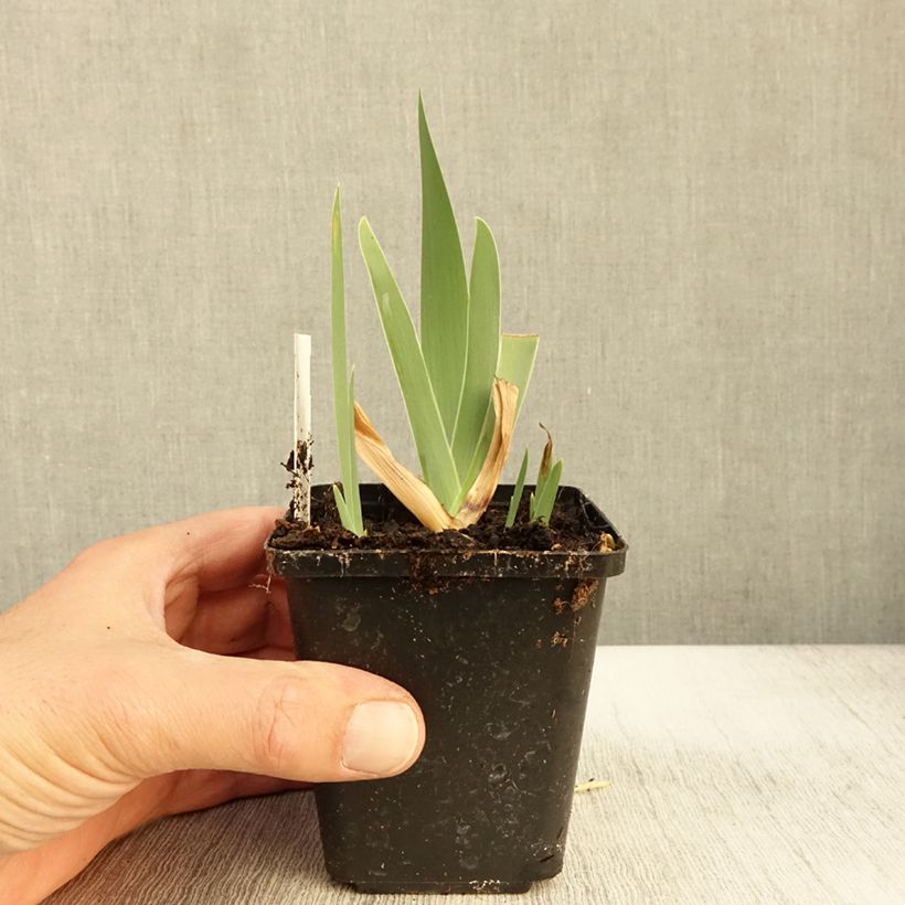 Exemplar von Iris Urluberlu - Schwertlilie Kleine Töpfe von 8/9 cm wie im Herbst geliefert