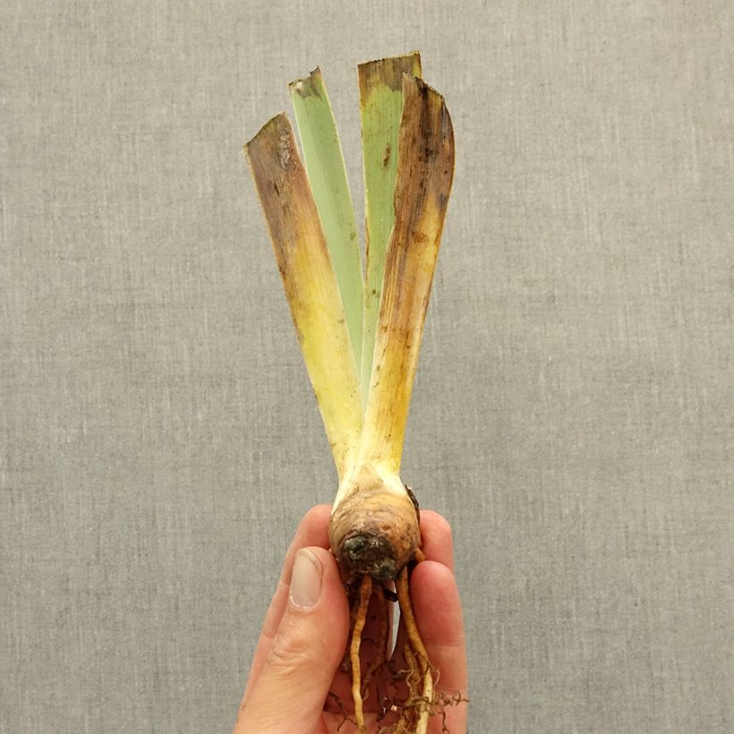 Exemplar von Iris Vitrail - Schwertlilie Rhizom wie im Winter geliefert