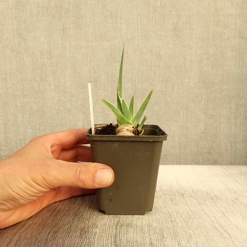 Exemplar von Iris Waterline - Schwertlilie Kleine Töpfe von 8/9 cm wie im Herbst geliefert