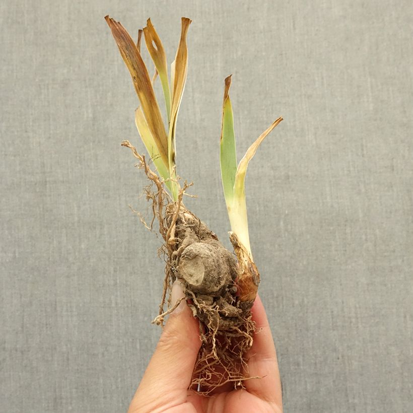 Exemplar von Iris Wonder Never Cease - Schwertlilie Rhizom wie im Winter geliefert