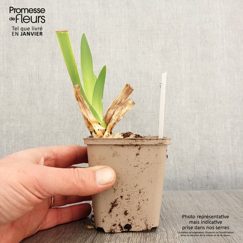 Exemplar von Iris Yaquina Blue - Schwertlilie Kleine Töpfe von 8/9 cm wie im Winter geliefert