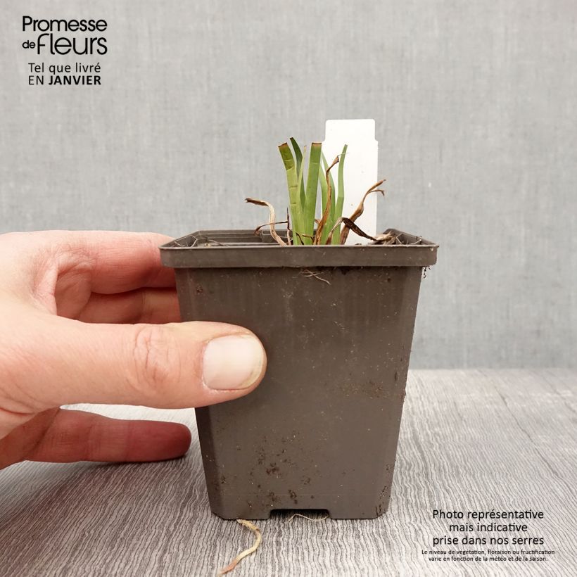 Exemplar von Iris laevigata - Asiatische Sumpf-Schwertlilie Kleine Töpfe von 8/9 cm wie im Winter geliefert