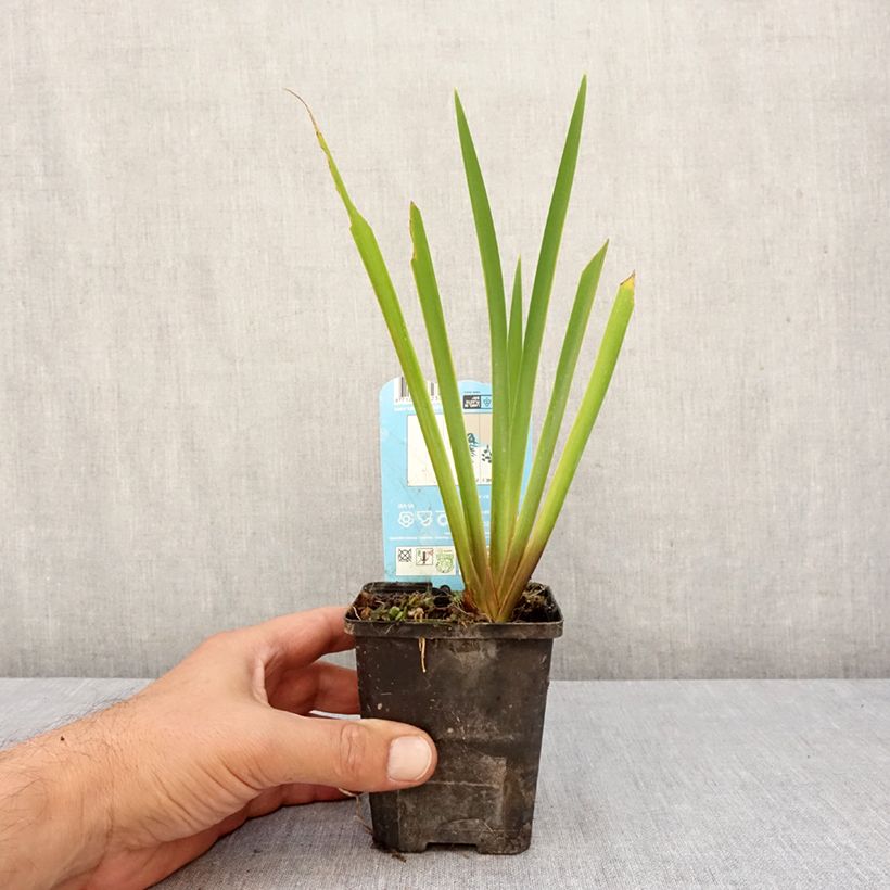 Exemplar von Iris laevigata Mottled Beauty - Asiatische Sumpf-Schwertlilie Kleine Töpfe von 8/9 cm wie im Herbst geliefert