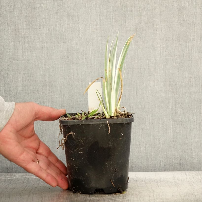Exemplar von Iris pallida Variegata - Bleiche Schwertlilie Topf mit 1,5L/2L wie im Herbst geliefert