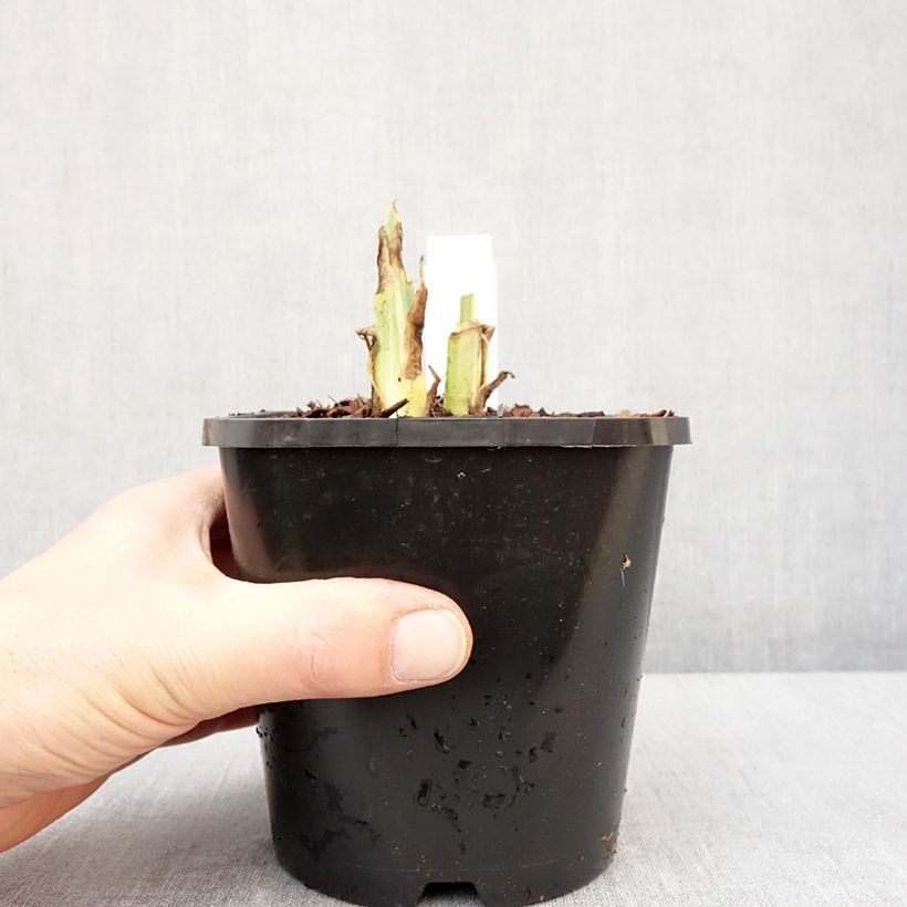 Exemplar von Iris pallida Variegata - Bleiche Schwertlilie Topf mit 1,5L/2L wie im Winter geliefert