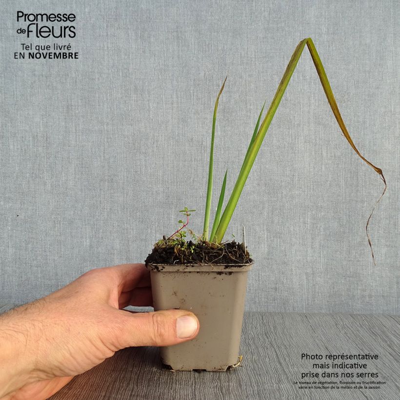 Exemplar von Iris pseudacorus Creme de la Creme - Gelbe Sumpf-Schwertlilie Kleine Töpfe von 8/9 cm wie im Herbst geliefert