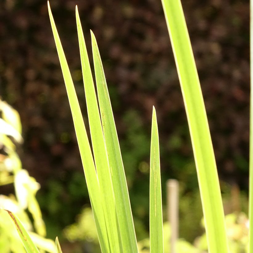 Iris pseudacorus Creme de la Creme - Gelbe Sumpf-Schwertlilie (Laub)