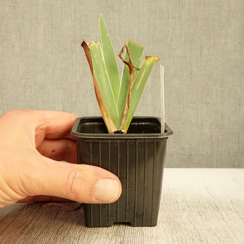 Exemplar von Iris pumila Blue Denim - Kleine Schwertlilie Kleine Töpfe von 8/9 cm wie im Herbst geliefert