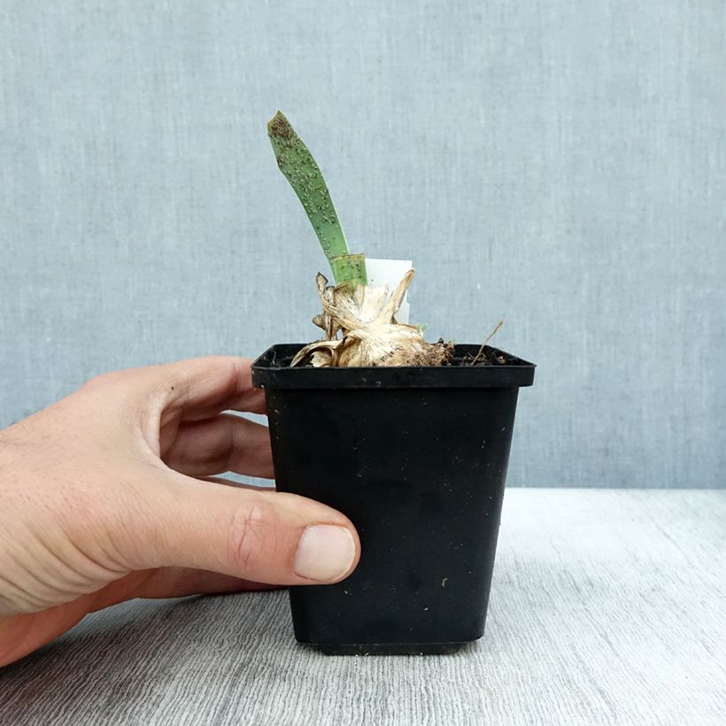Exemplar von Iris pumila Cherry Garden - Kleine Schwertlilie Kleine Töpfe von 8/9 cm wie im Herbst geliefert