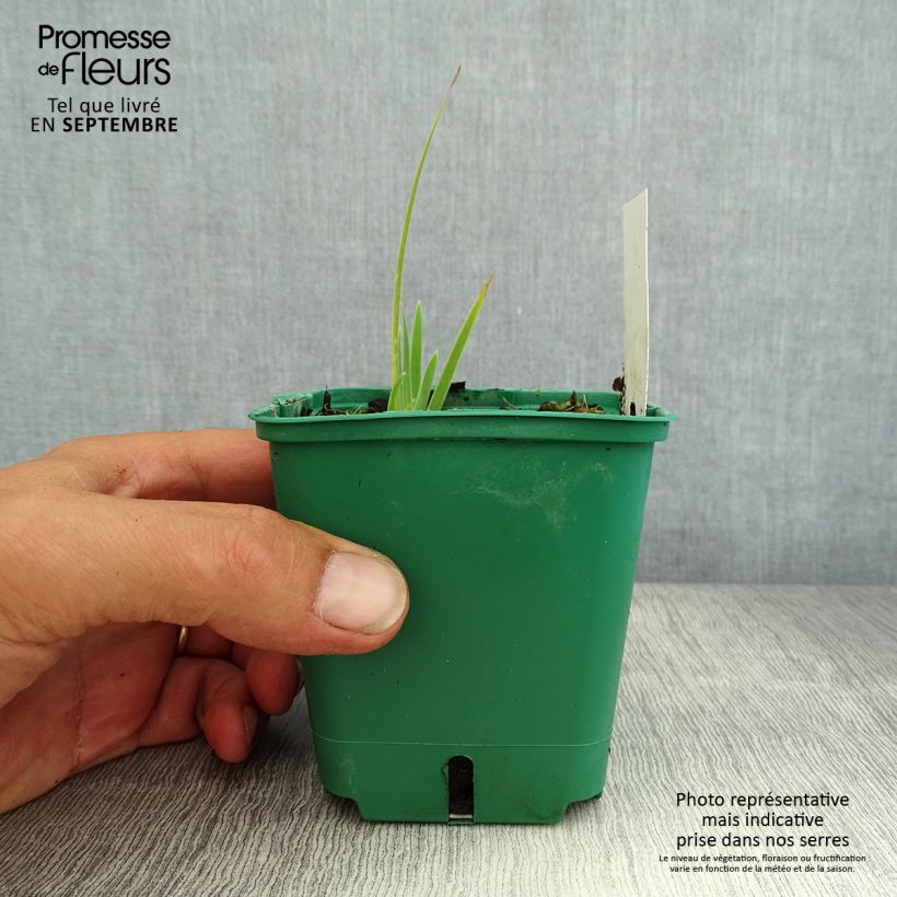 Exemplar von Iris pumila Yellow - Kleine Schwertlilie Kleine Töpfe von 8/9 cm wie im Sommer geliefert