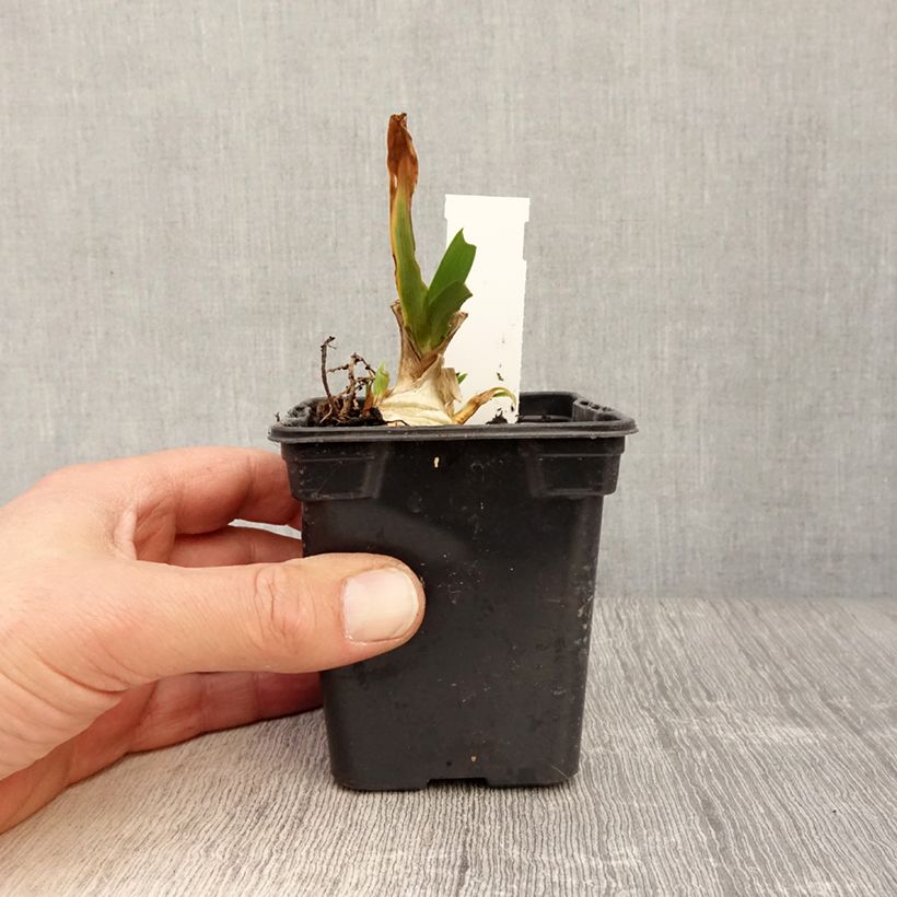 Exemplar von Iris pumila Jewel Baby - Kleine Schwertlilie Kleine Töpfe von 8/9 cm wie im Frühjahr geliefert