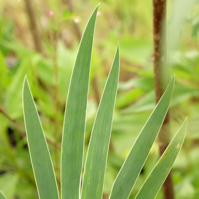 Iris pumila Wee Harry - Kleine Schwertlilie (Laub)