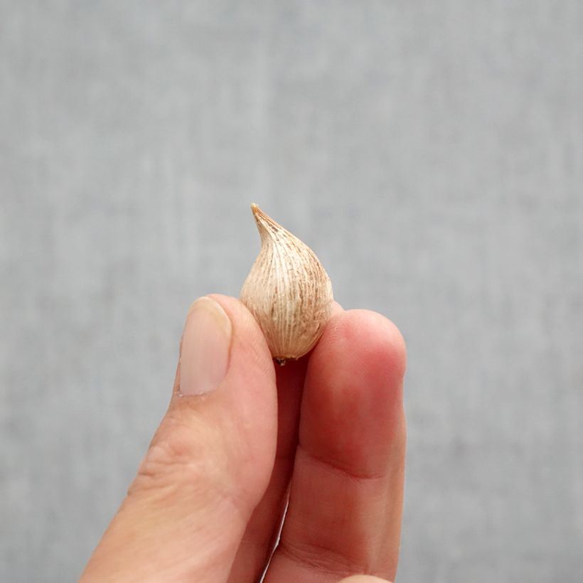 Exemplar von Iris reticulata Blue Note - Netzblatt-Schwertlilie Zwiebel Kaliber/Größe 5+ wie im Herbst geliefert