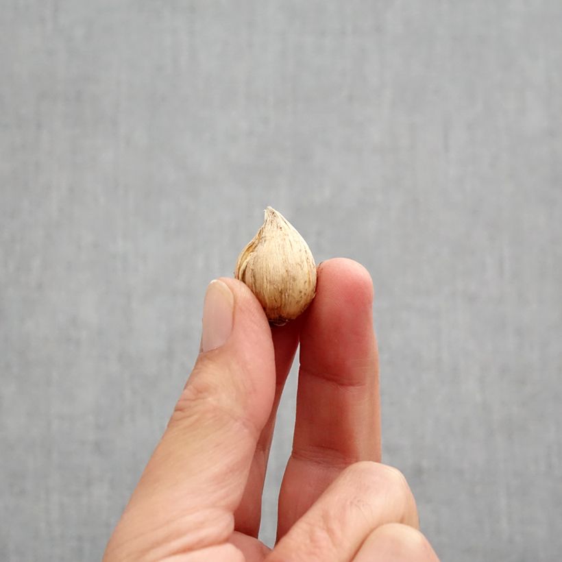 Exemplar von Iris reticulata Cantab - Netzblatt-Schwertlilie Zwiebel Kaliber/Größe 5+ wie im Herbst geliefert