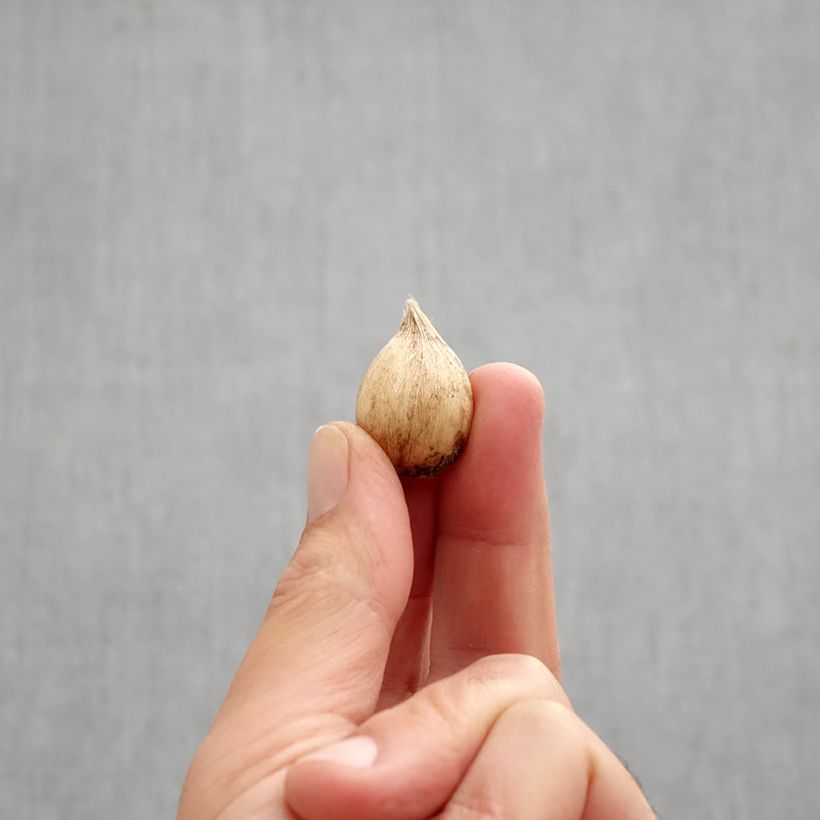 Exemplar von Iris reticulata Frozen Planet - Netzblatt-Schwertlilie Zwiebel Kaliber/Größe 5+ wie im Herbst geliefert