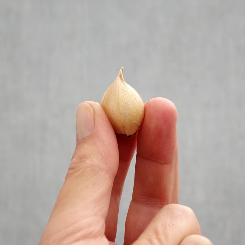 Exemplar von Iris reticulata Harmony - Netzblatt-Schwertlilie Zwiebel Kaliber/Größe 6+ wie im Herbst geliefert