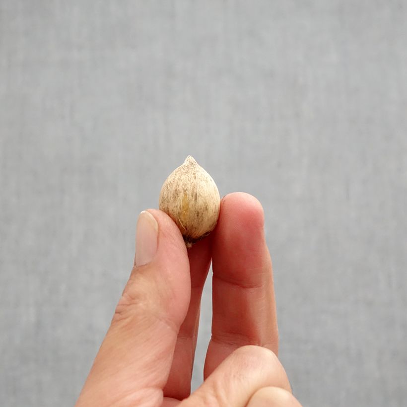 Exemplar von Iris reticulata Louise - Netzblatt-Schwertlilie Zwiebel Kaliber/Größe 5+ wie im Herbst geliefert