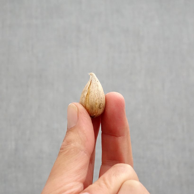 Exemplar von Iris reticulata Natascha - Netzblatt-Schwertlilie Zwiebel Kaliber/Größe 5+ wie im Herbst geliefert