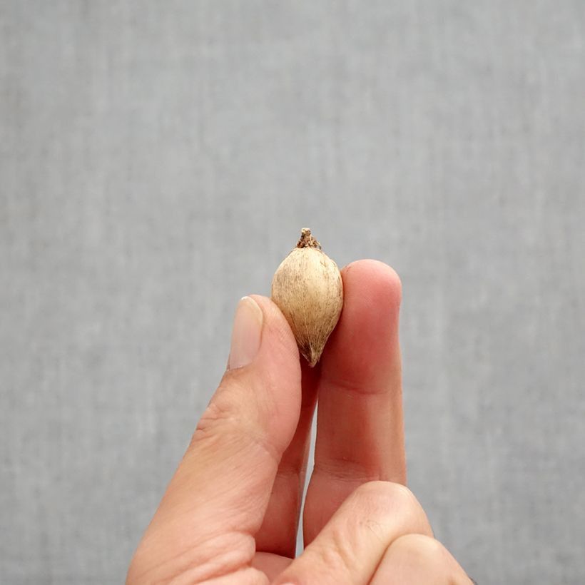 Exemplar von Iris reticulata Polar Ice - Netzblatt-Schwertlilie Zwiebel Kaliber/Größe 5+ wie im Herbst geliefert