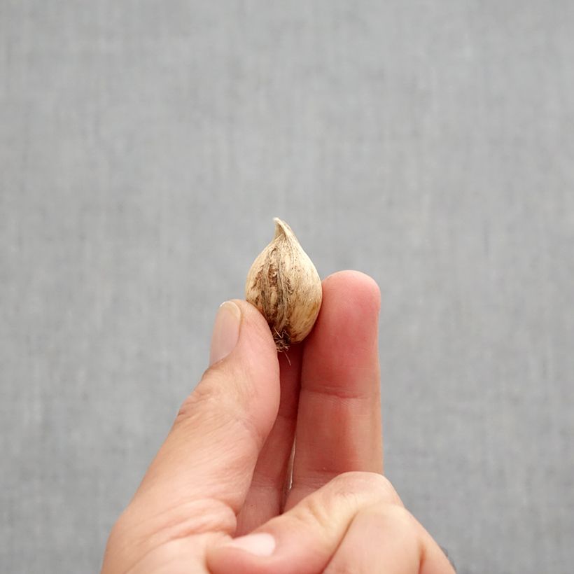 Exemplar von Iris reticulata Sea Breeze - Netzblatt-Schwertlilie Zwiebel Kaliber/Größe 5+ wie im Herbst geliefert