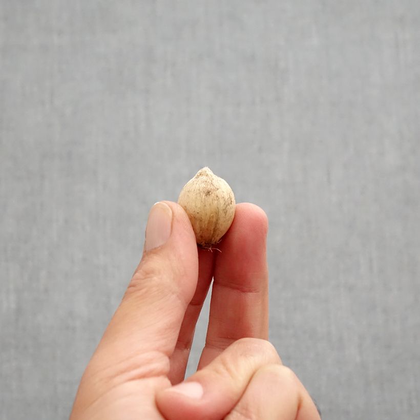 Exemplar von Iris reticulata Splish Splash - Netzblatt-Schwertlilie Zwiebel Kaliber/Größe 5+ wie im Herbst geliefert