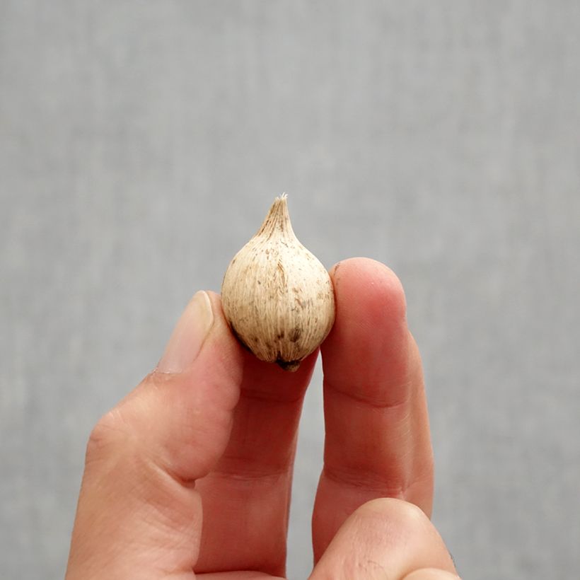 Exemplar von Iris reticulata Spot On - Netzblatt-Schwertlilie Zwiebel Kaliber/Größe 5+ wie im Herbst geliefert