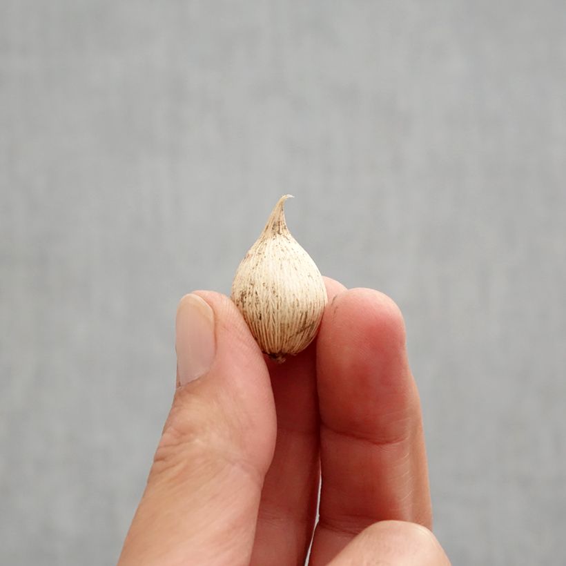 Exemplar von Iris reticulata White Caucasus - Netzblatt-Schwertlilie Zwiebel Kaliber/Größe 5+ wie im Herbst geliefert