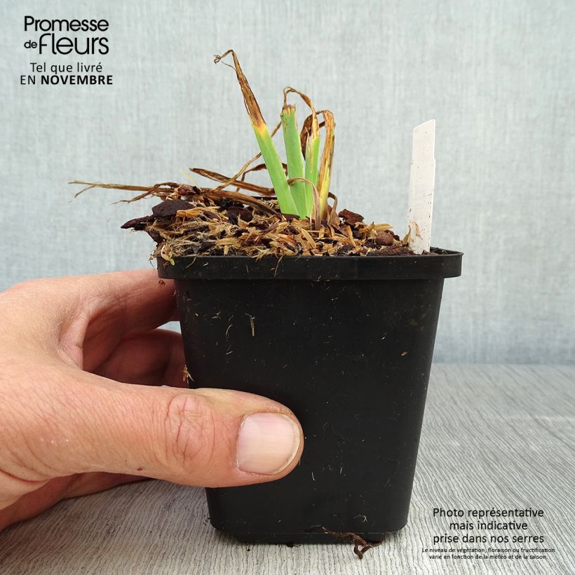 Exemplar von Iris setosa - Borsten-Schwertlilie Kleine Töpfe von 8/9 cm wie im Herbst geliefert