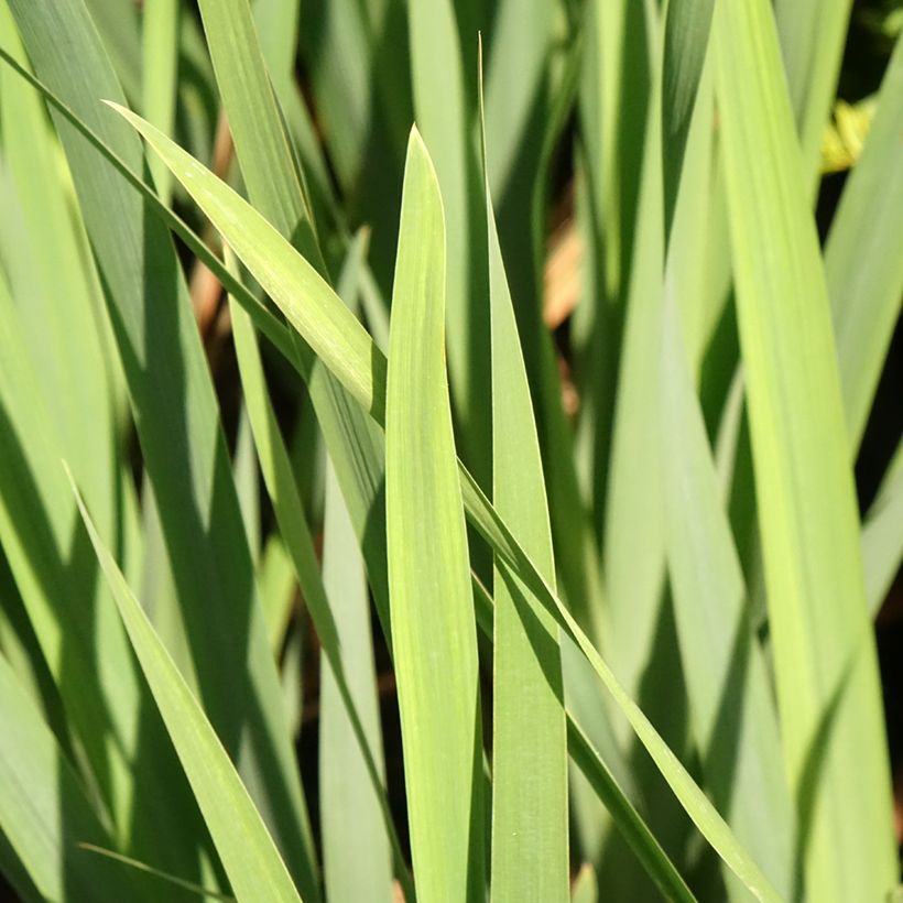 Iris sibirica Bundle of Joy - Sibirische Schwertlilie (Laub)