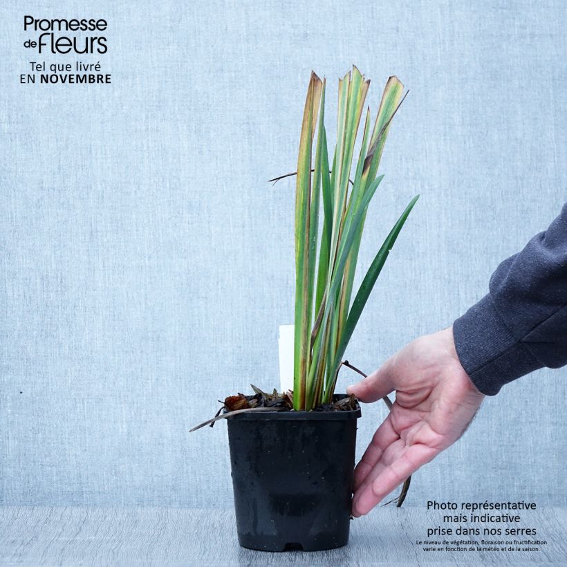 Exemplar von Iris sibirica Bundle of Joy - Sibirische Schwertlilie Topf mit 1,5L/2L wie im Herbst geliefert