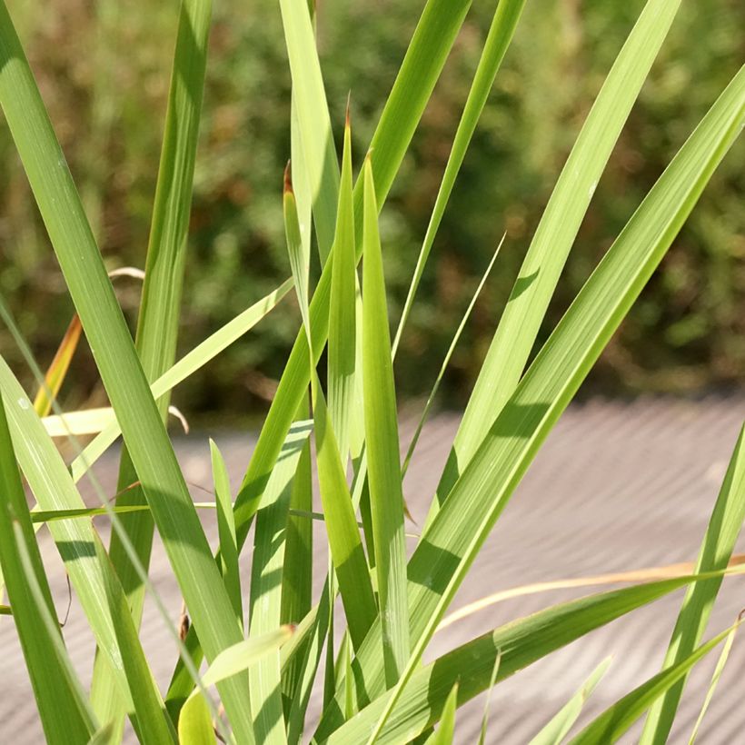 Iris sibirica Concord Crush - Sibirische Schwertlilie (Laub)