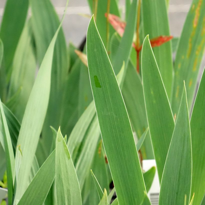 Iris sibirica Dance Ballerina Dance - Sibirische Schwertlilie (Laub)