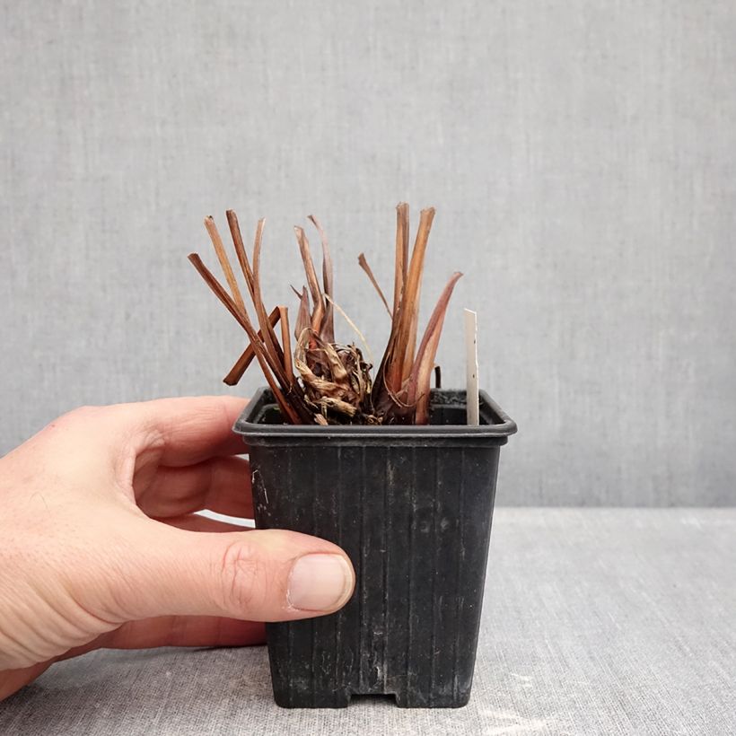 Exemplar von Iris sibirica Dance Ballerina Dance - Sibirische Schwertlilie Kleine Töpfe von 8/9 cm wie im Winter geliefert