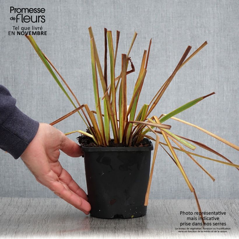 Exemplar von Iris sibirica Imperial Opal - Sibirische Schwertlilie Topf mit 1,5L/2L wie im Herbst geliefert