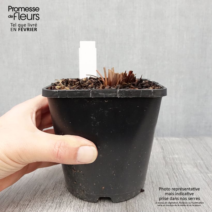 Exemplar von Iris sibirica Imperial Opal - Sibirische Schwertlilie Topf mit 1,5L/2L wie im Winter geliefert