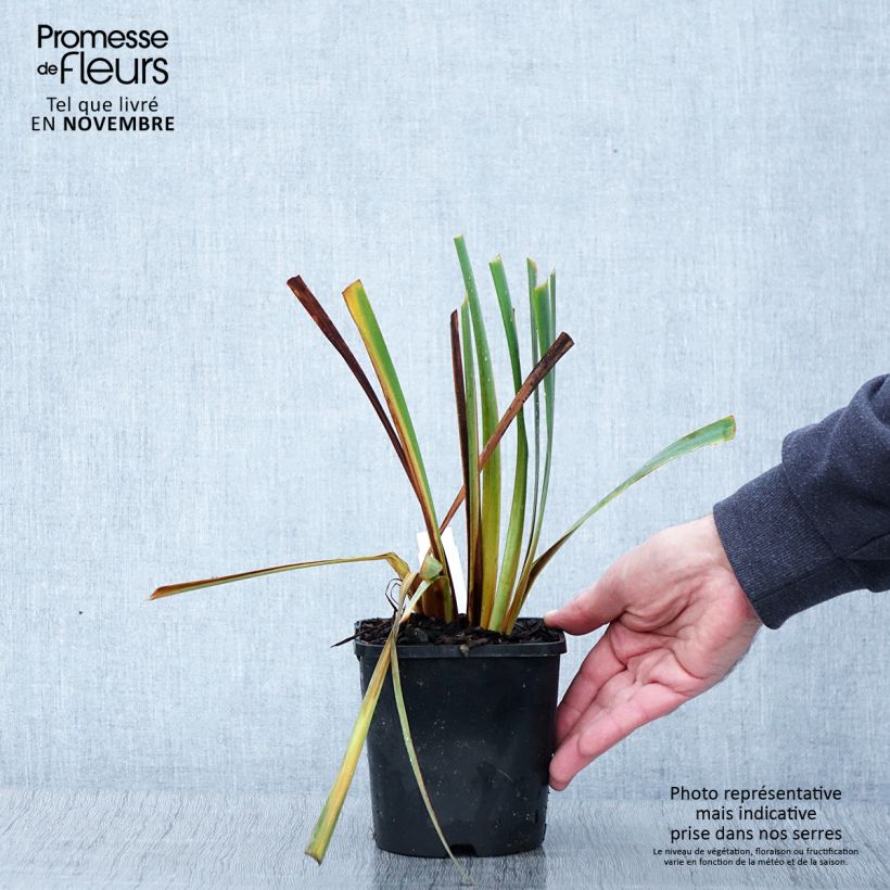 Exemplar von Iris sibirica Paprikash - Sibirische Schwertlilie Topf mit 1,5L/2L wie im Herbst geliefert