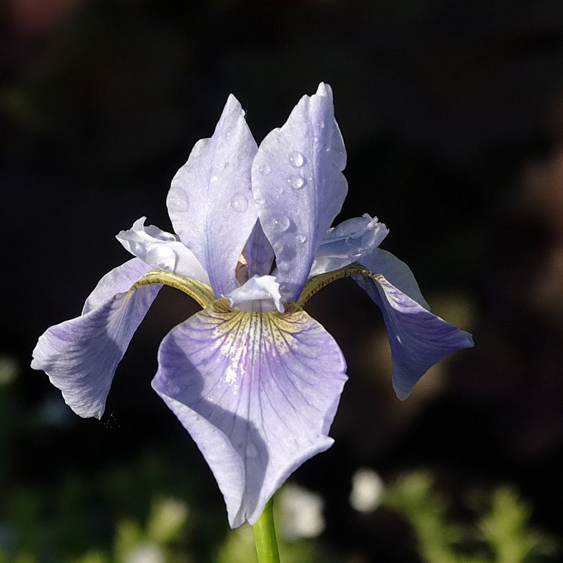 Iris sibirica Perry's Blue - Sibirische Schwertlilie (Blüte)