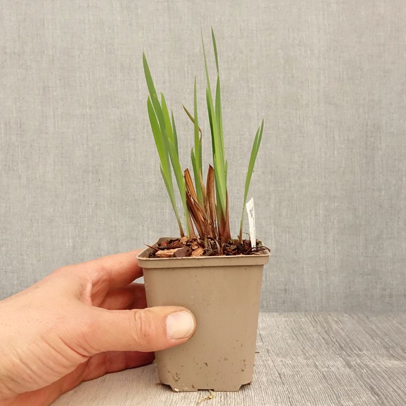 Exemplar von Iris sibirica Persimmon - Sibirische Schwertlilie Kleine Töpfe von 8/9 cm wie im Frühjahr geliefert