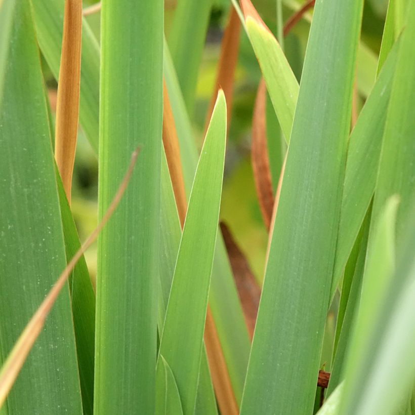 Iris sibirica Pink Parfait - Sibirische Schwertlilie (Laub)