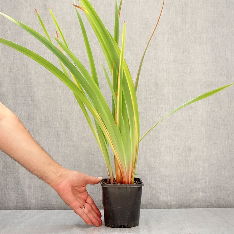 Exemplar von Iris sibirica Pink Parfait - Sibirische Schwertlilie Topf mit 1,5L/2L wie im Sommer geliefert