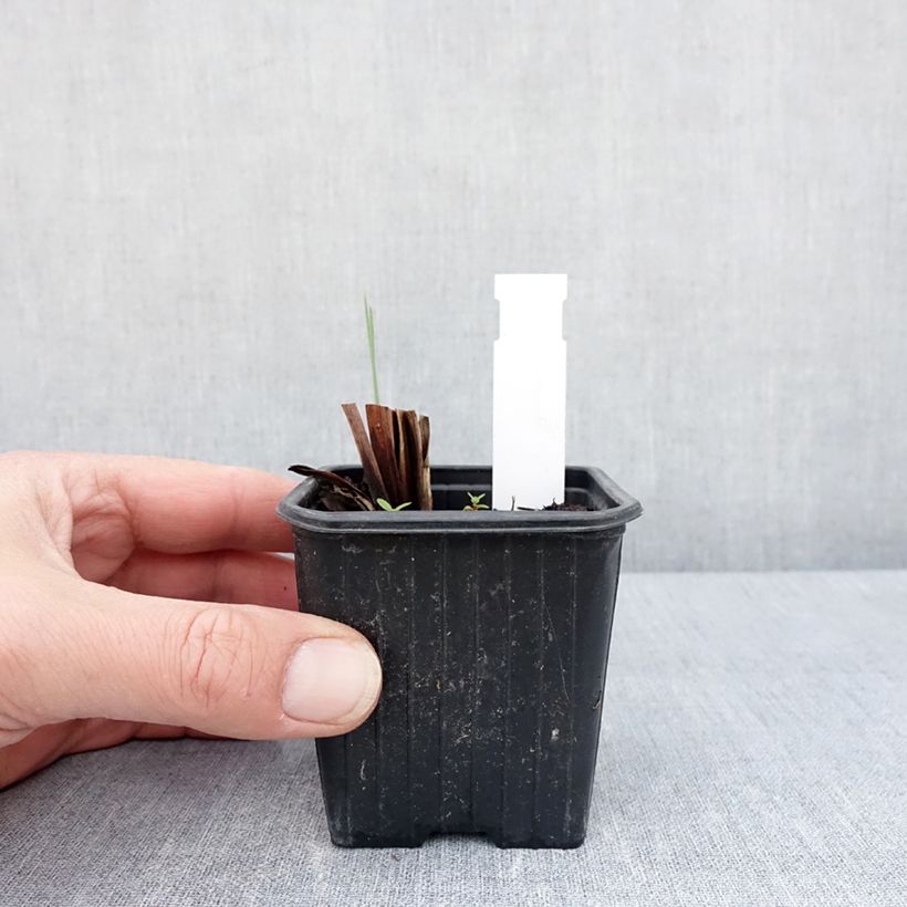 Exemplar von Iris sibirica Weisser Orient - Sibirische Schwertlilie Kleine Töpfe von 8/9 cm wie im Frühjahr geliefert