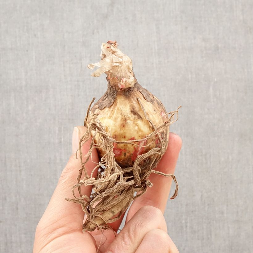 Exemplar von Hymenocallis festalis White - Schönhäutchen Zwiebel Kaliber/Größe 16+ wie im Frühjahr geliefert