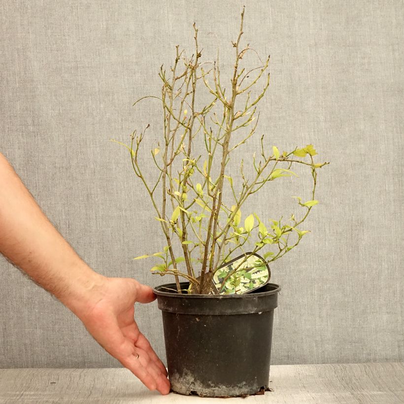 Exemplar von Itea virginica - Viriginische Rosmarinweide Topf mit 3L/4L wie im Sommer geliefert
