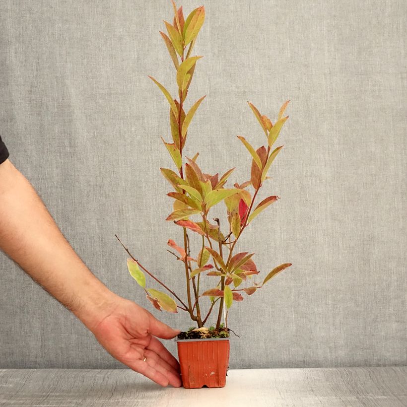 Exemplar von Itea virginica Henry's Garnet - Viriginische Rosmarinweide Kleine Töpfe von 8/9 cm wie im Sommer geliefert