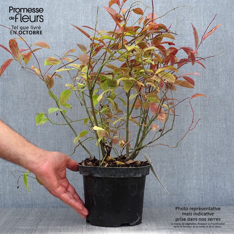 Exemplar von Itea virginica Henry's Garnet - Viriginische Rosmarinweide Topf mit 2L/3L wie im Herbst geliefert