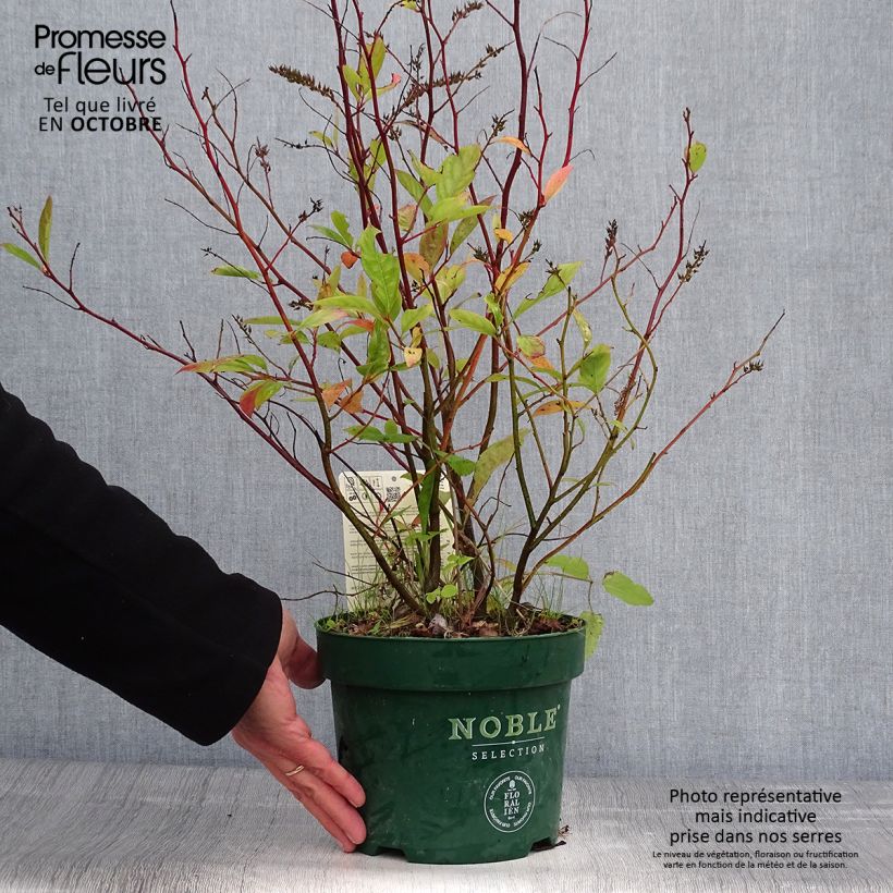 Exemplar von Itea virginica Little Henry - Viriginische Rosmarinweide Topf mit 3L/4L wie im Herbst geliefert