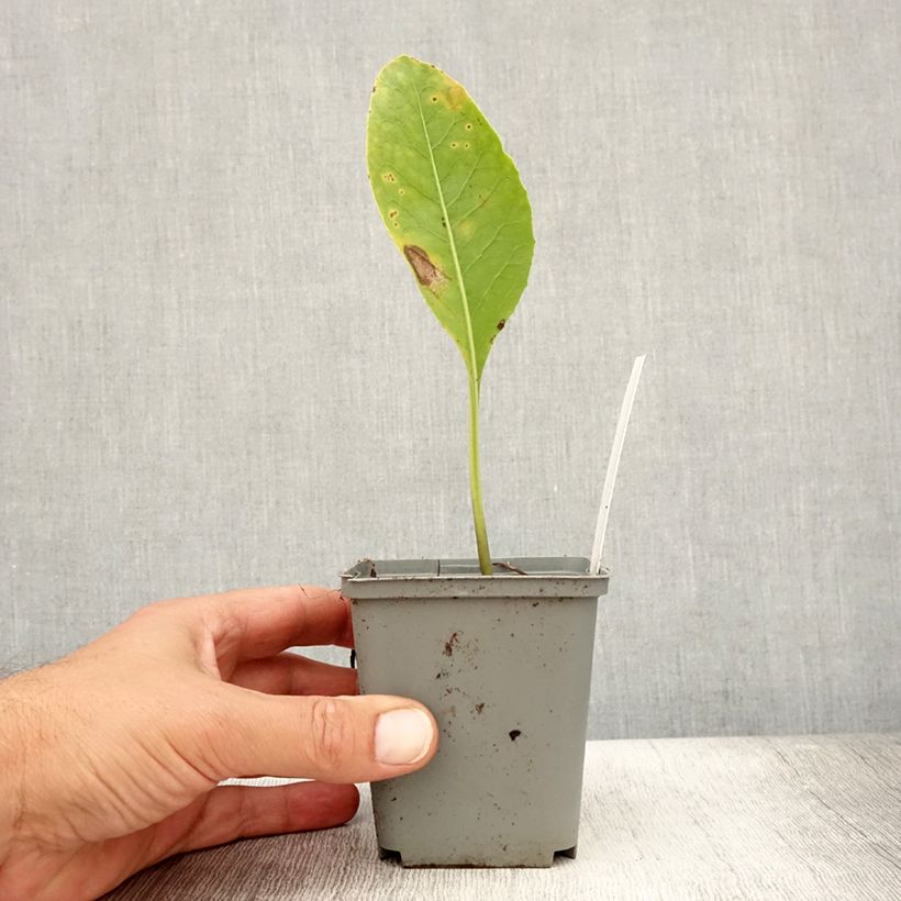 Exemplar von Jaborosa integrifolia Kleine Töpfe von 8/9 cm wie im Sommer geliefert